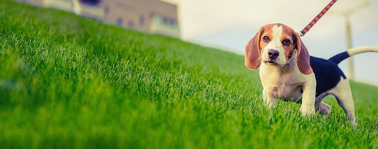 How to Train a Beagle Puppy to Poop Outside